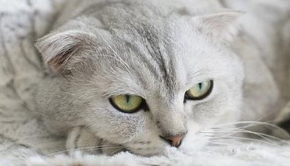 开云之门：云端赋能生活与商业的全新工作室